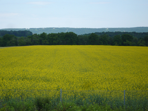Field of Wild Mustard