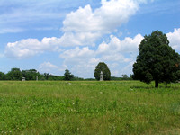 The Wheatfield