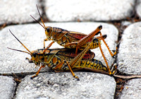 Grasshopper Coitus