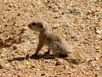 Round-tailed Ground Squirrel