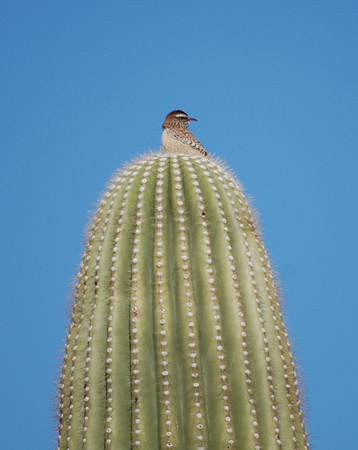 Saguaro Wren